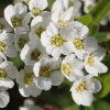 Spiraea 'Arguta'